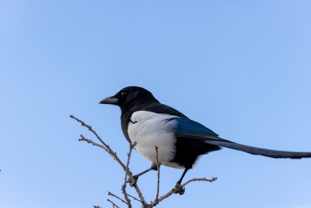 Eurasian magpie