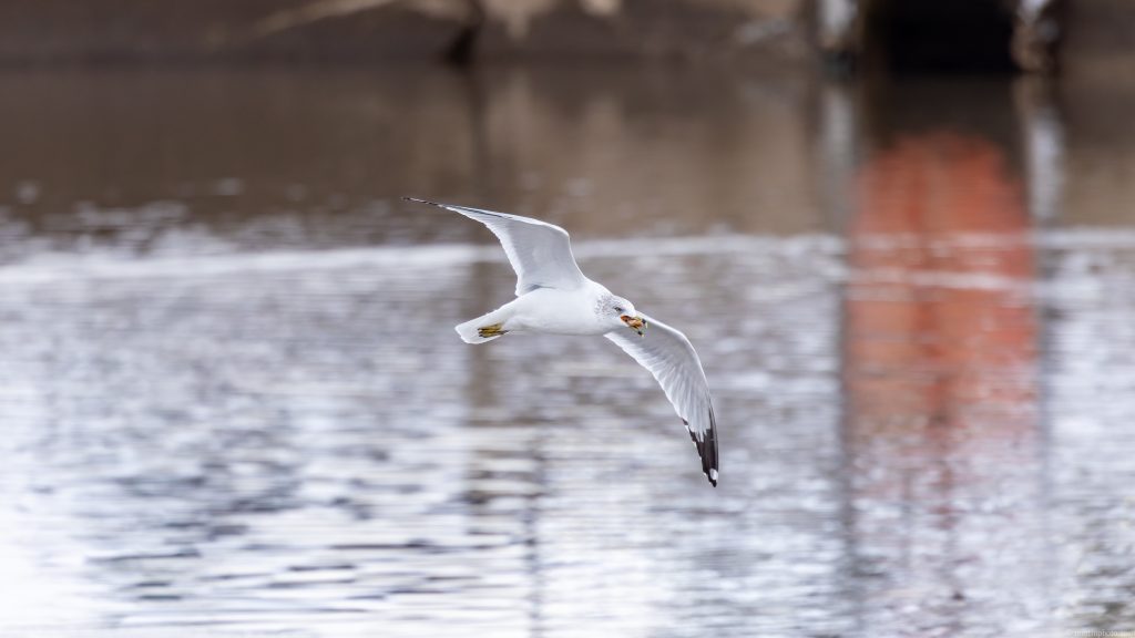 Flying gull with something in its mouth