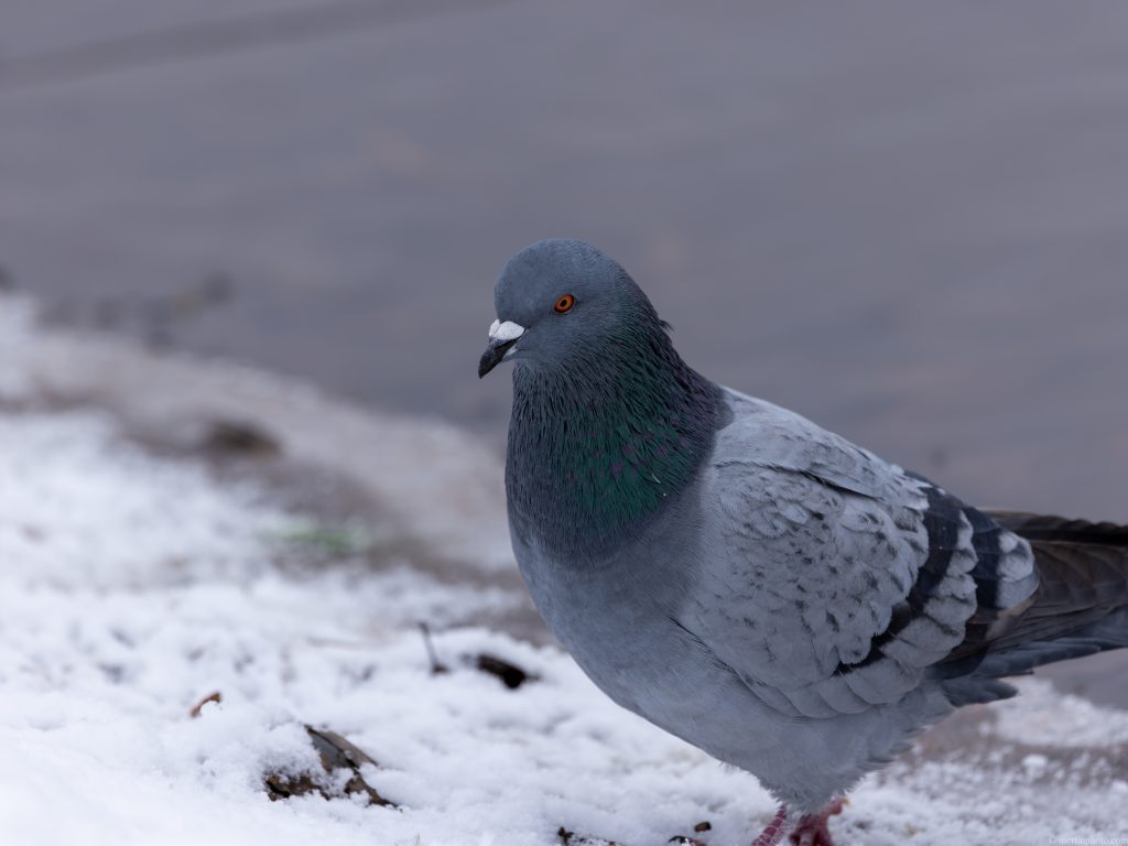 Homing pigeon