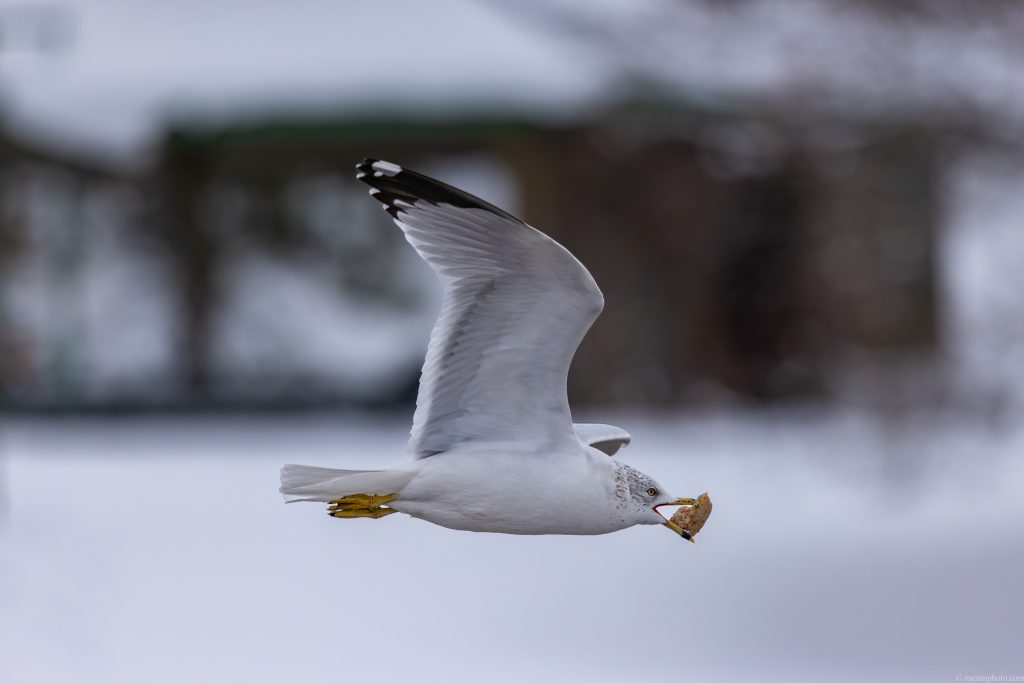 Flying gull with something in its mouth