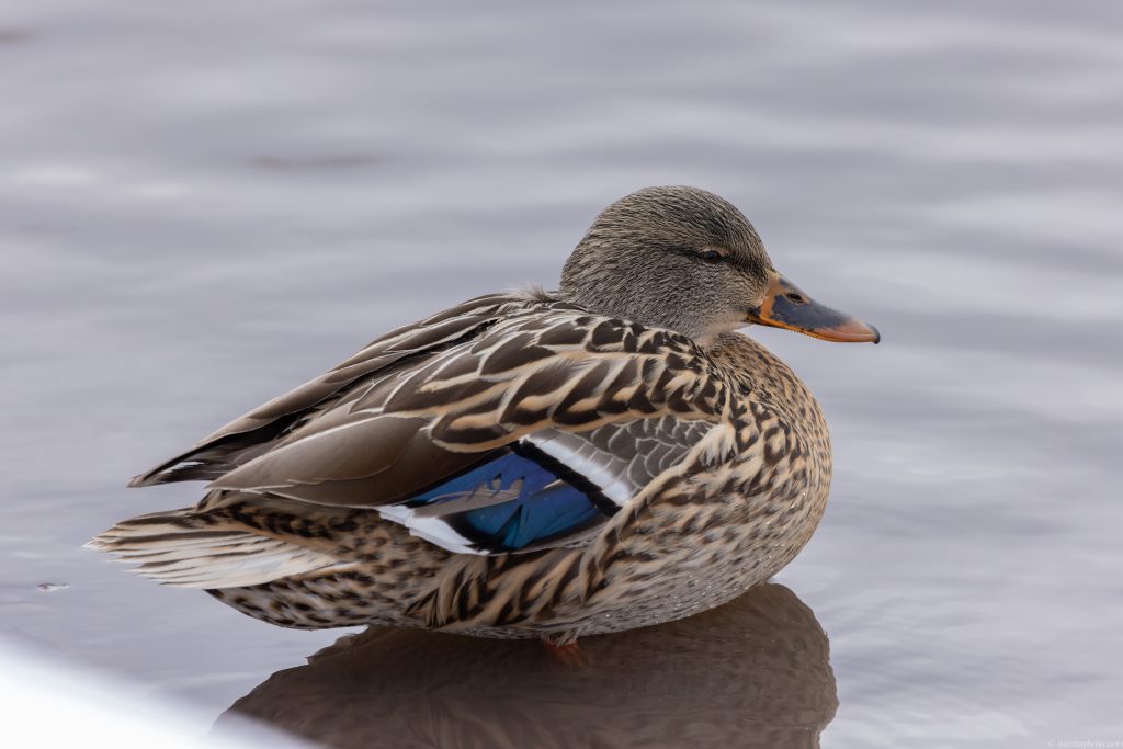 Domestic duck